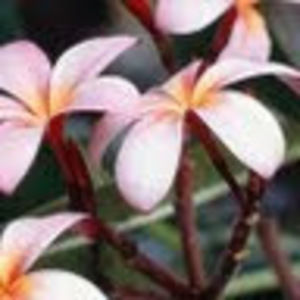 Meet your Posher, Ariane